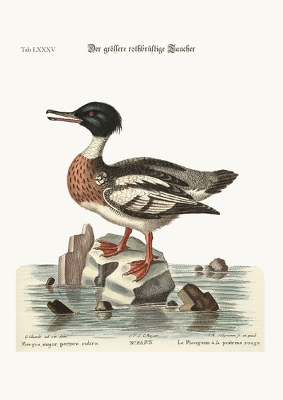 The Red-Breasted Goosander by George Edwards